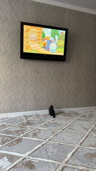 Вислоухий шотландский котенок