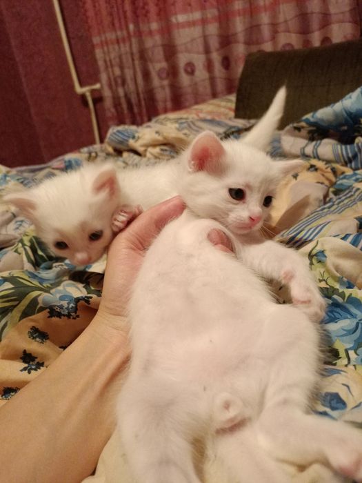 Добрые руки Котята