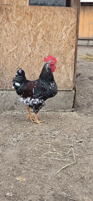 Oua incubat gaini livenski