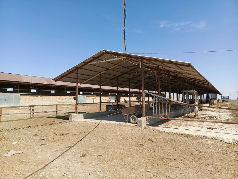 Ферма 3.5 Га город Каттакурган цена 450 000 уе торг есть