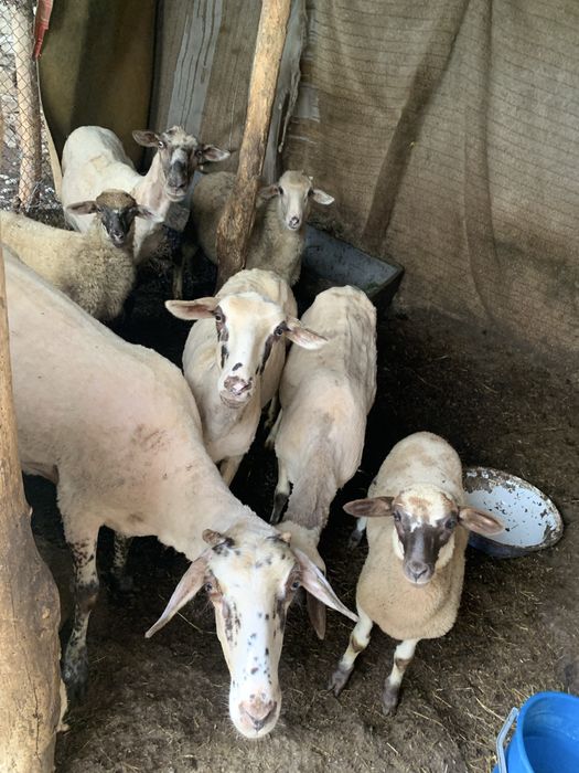 Продавам Овцета и Агнета
