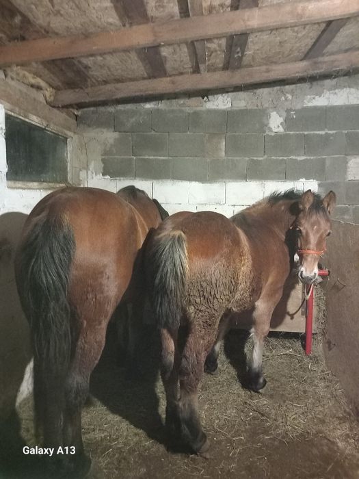 Vând  iapa gestantă