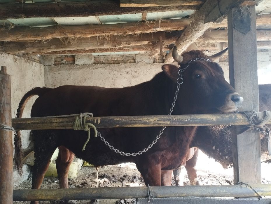 Зотдор бука сотилади.