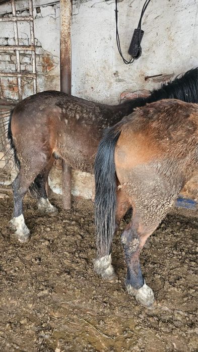 Продам кунанов с откорма