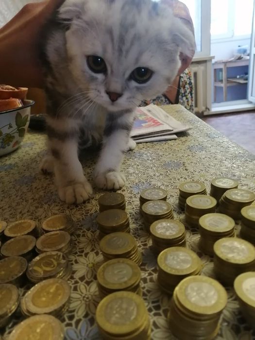 Продам  котёнка,  вислоухий scottish fold