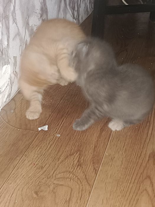 Домашние питомцы