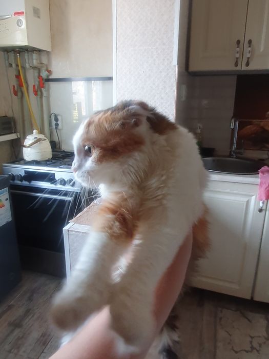 Кошка 1 год шотланская вислоухая