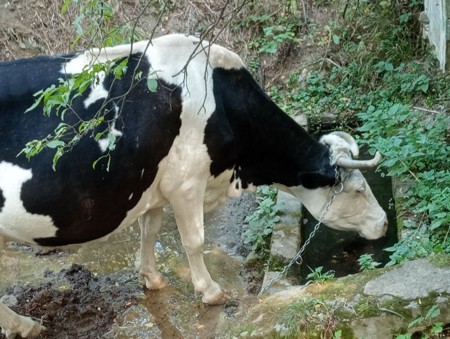 Vând vacă bălțat românesc