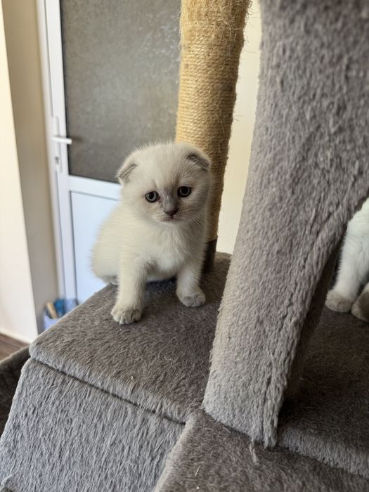 Шотландски късокосмести котенца.