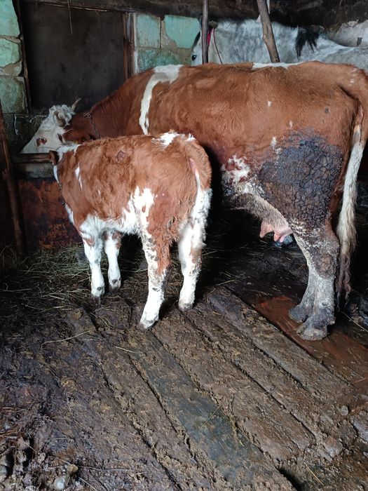 Vând vacă cu vițel