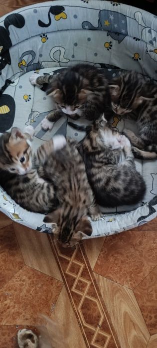 Продам бенгальских котят