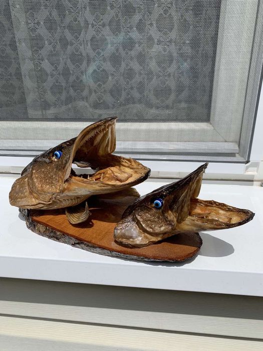 Препарирани глави от щука