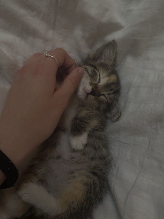 Кошка,1,5месяц кошка