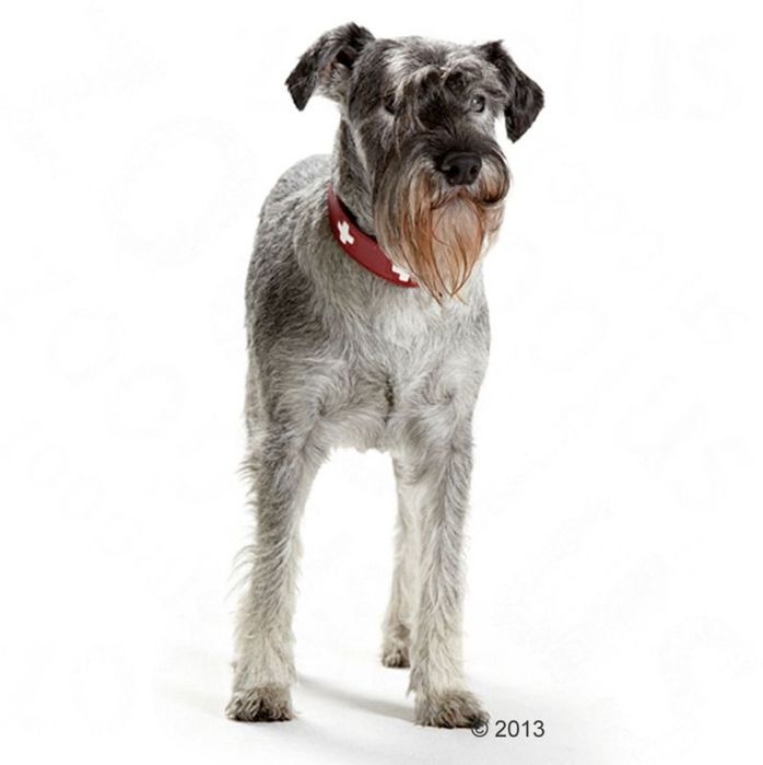 Кучешка каишка - кожена , Hunters