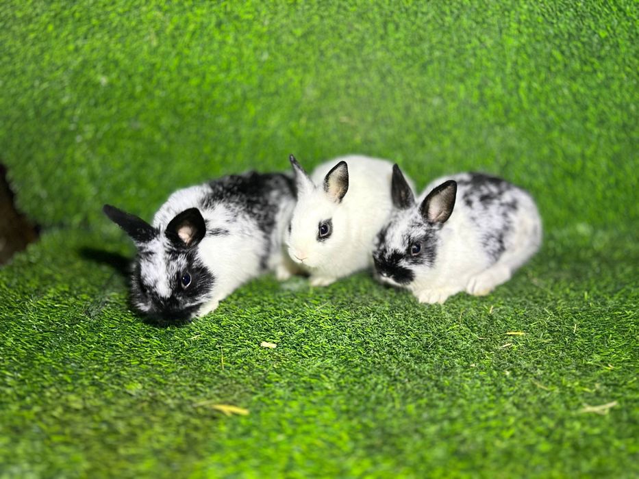 Quyon bollari sotiladi