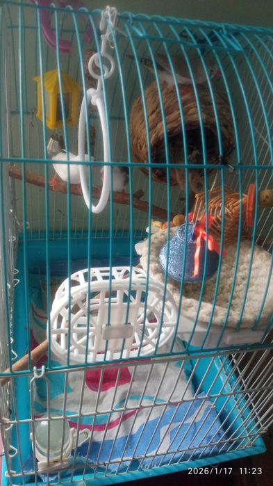 Птички Амадины с клеткой