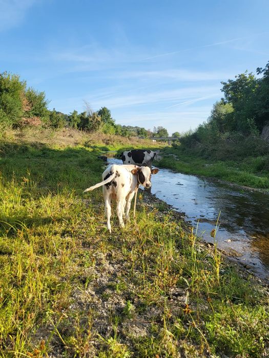 Vând vacă tânără vârstă 2 ani și 8 luni