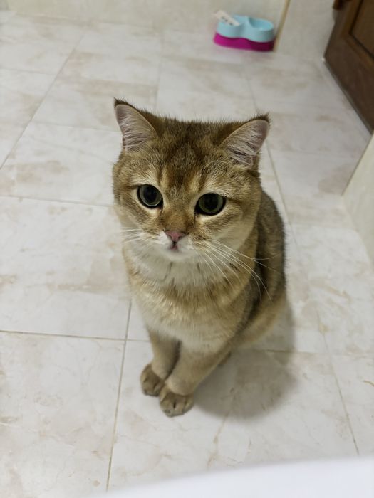 Шиншилла золотыстая