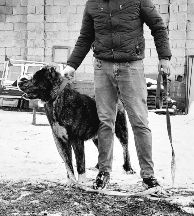 Алабай мощныыыый