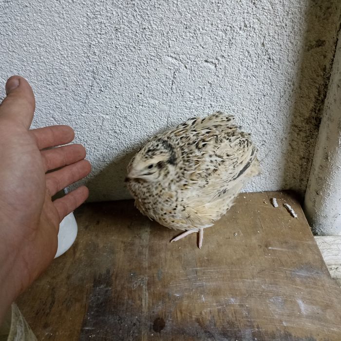 Продам несушек "Золотой феникс"