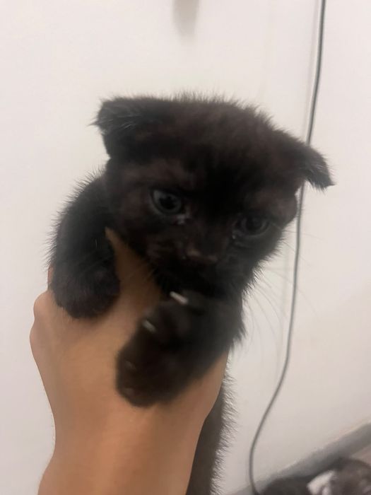 Шотландтық (Scottish Fold) марғаулар сатылады