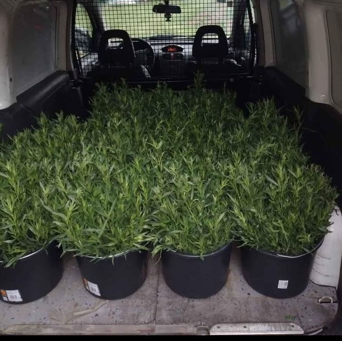 Tarhon verde cantitate mare