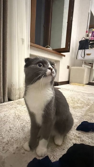 Кошка Scottish Fold (Шотланд вислоухий)