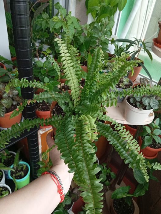 Продам растения для дома
