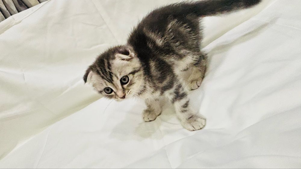 Продам прекрасных котят
