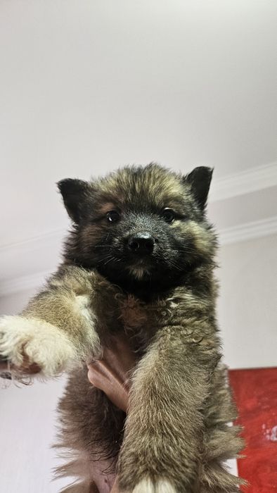 Отдам щенка  в добрые руки