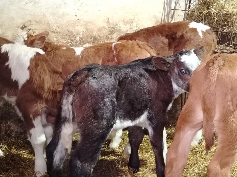 Taurasi baltati și belgieni