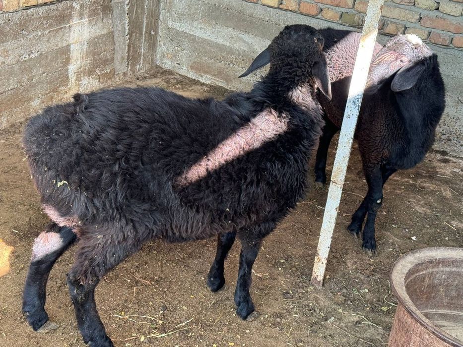 Qo'chqorlar sotiladi