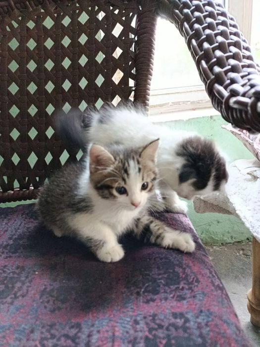 Продам котят веслоухие