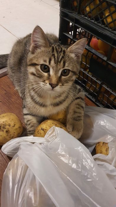 Котята шотландской вислоухой