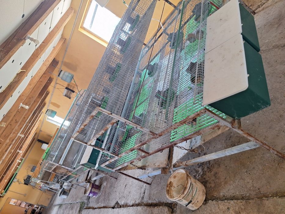 Custi iepuri profesionale