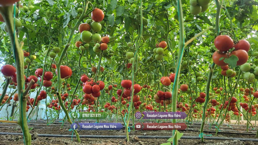 Rasad Rosii Rila, Prekos, Kalina, Ardei, Castraveti | Rasaduri Legume