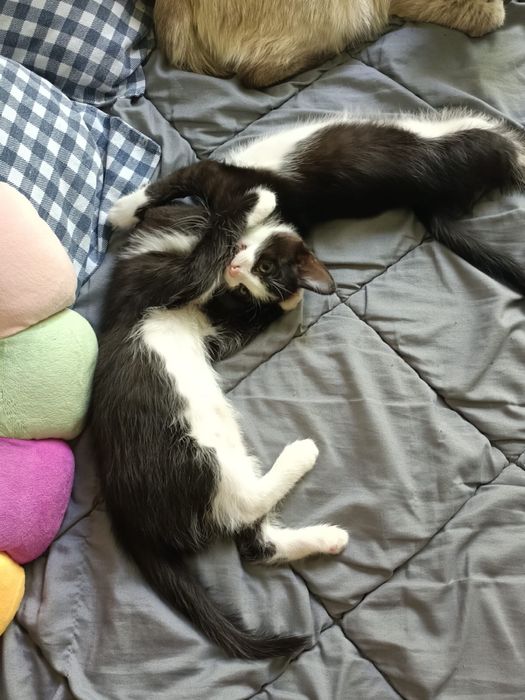 Отдам котят бесплатно