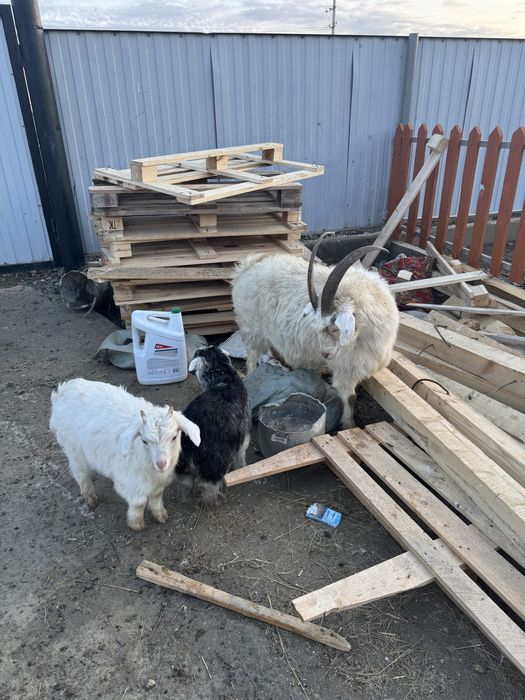 Лакты Ешки сатылады егиз