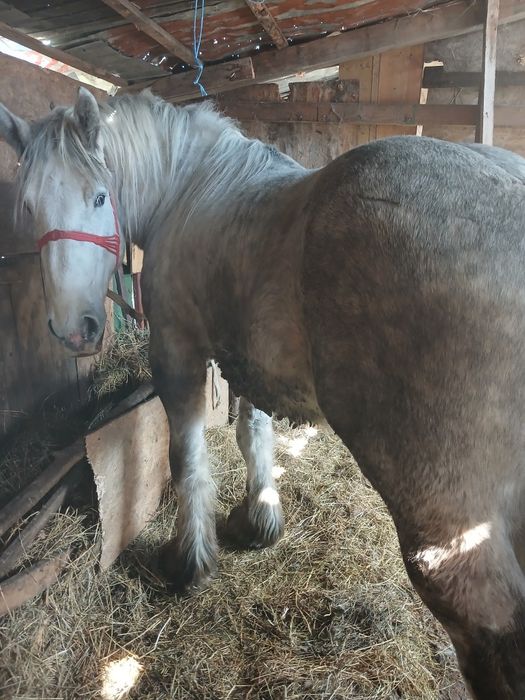 2 armăsari de Polonia