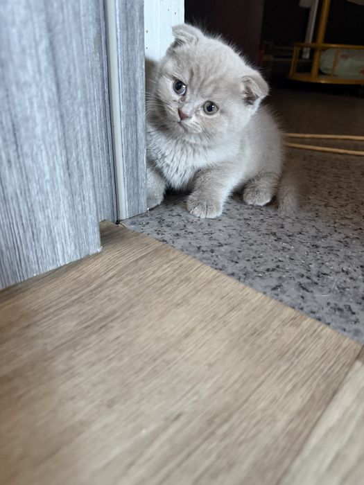 Продам шикарных котят