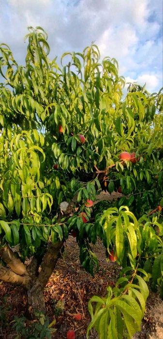 Продава се Парцел в Бяла - 3700 кв.м за 15 €/кв.м - Снимка #4