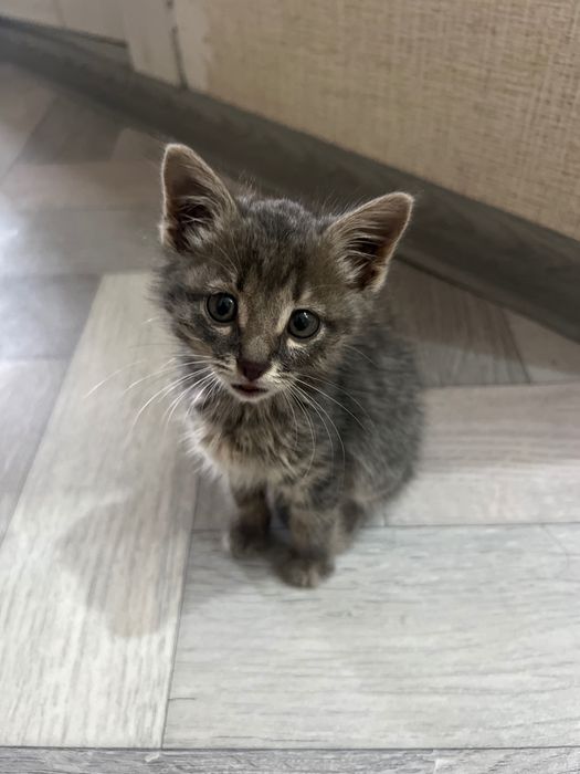 Котёнок домашний