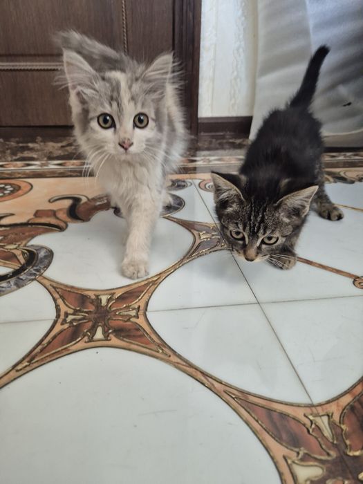 Отдам милых котят