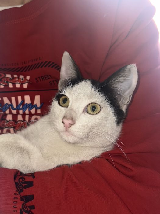 Котеночек мальчик