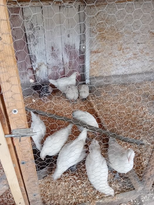 Pui la bresse 9 săptămâni