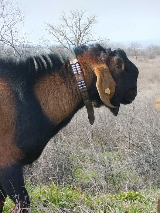 Продавам англонубииски пръч