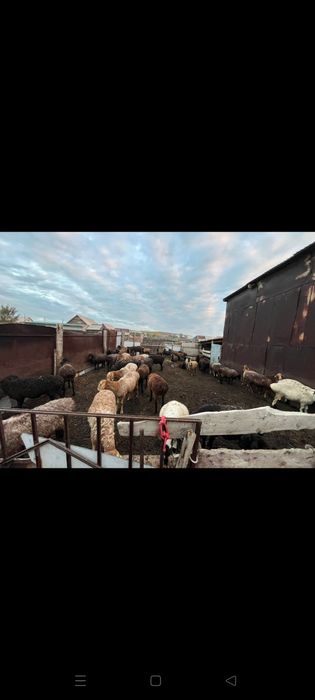 Бараны токтылар койлар