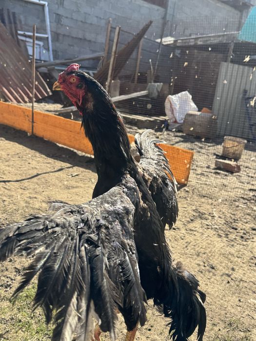 Продам июньский жужя