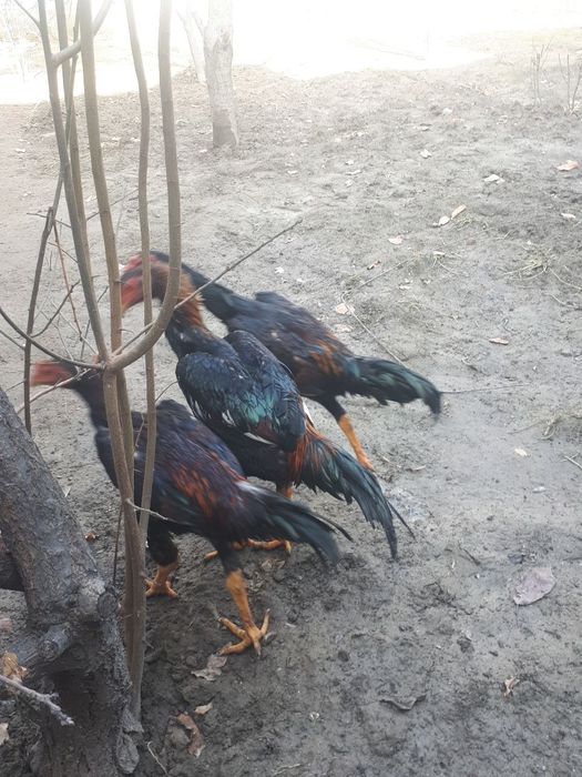 Dakan xurozlar sotiladi