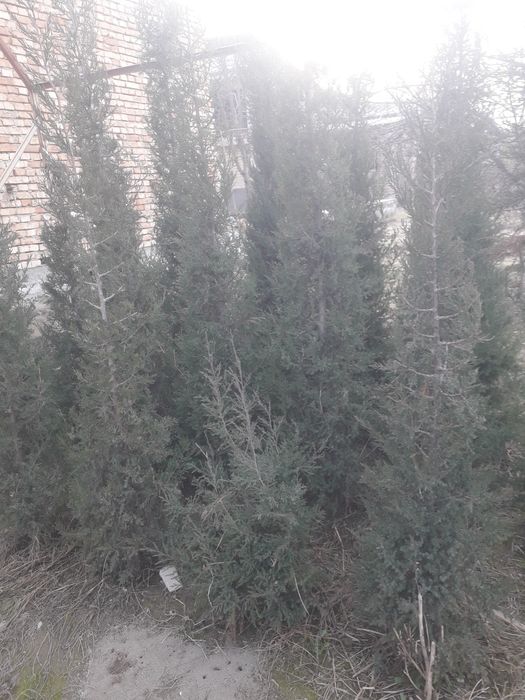Archalar qiyilgan yaxshi boʻylari 2metrdan manzil Quvada begat telefon